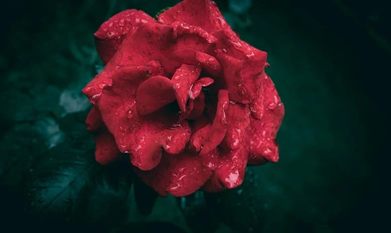 Amikor könyörögtem a szomszédnak: Egy család, egy titok, egy döntés