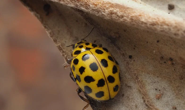 Békét találni a viharban: Hogyan segített a hit túlélni fiam új családját