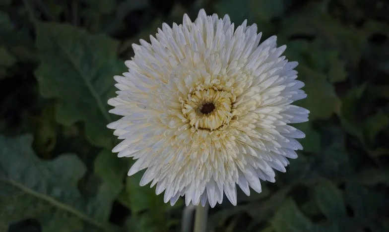 Családi kötelékek: Amikor a babakocsi többet jelentett, mint gondoltam