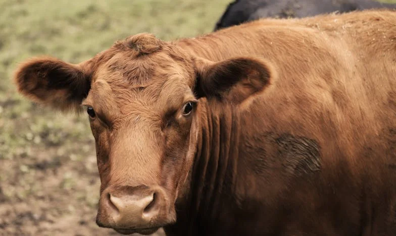Egy Tető Alatt: Amikor az Anyós Megmentővé Válik