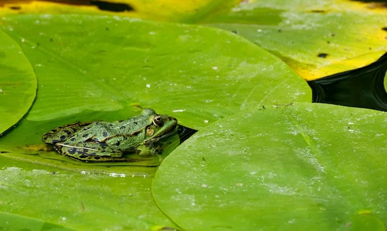Elváltam, de mégis őt hívtam: Egy csepegő csap és egy régi fénykép mindent megváltoztatott