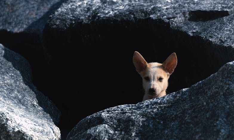 Lángok Között – Egy Ötéves Kislány Álma és Egy Család Küzdelme