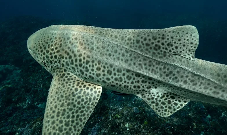 Miért nem hívott fel senki? – Egy magyar anyós magányos születésnapja