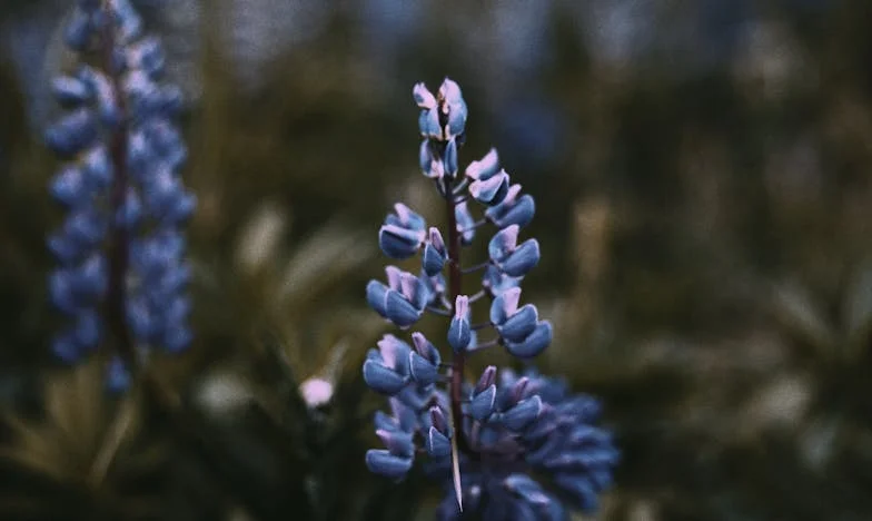 Szeretni fáj: Egy magyar család története árulásról és megbocsátásról