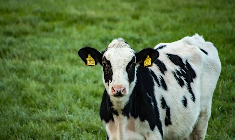 A szeretet és a neheztelés között: Egy magyar család viharai