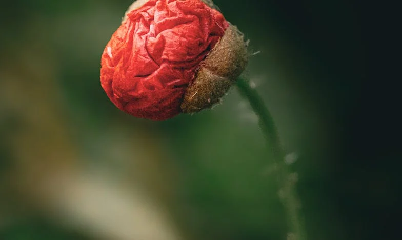 „Anya, a konyhában fogsz aludni” – Mária története Újpestről