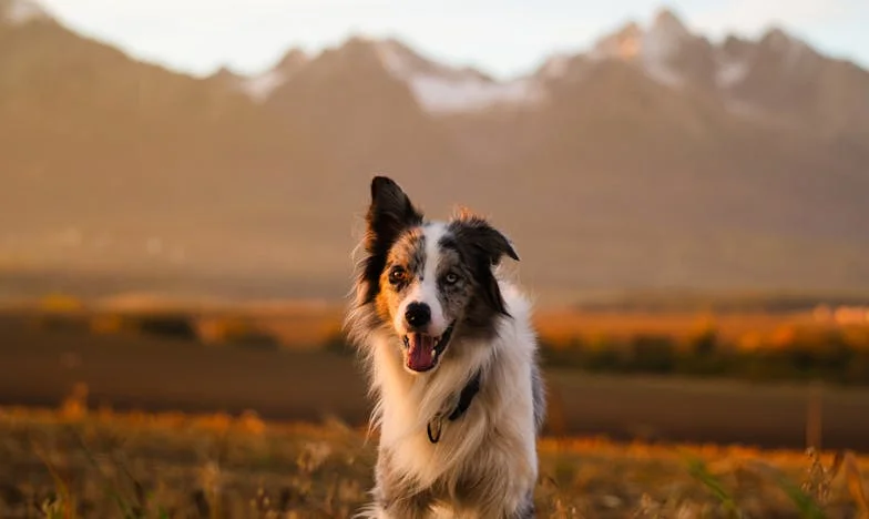 Az elveszett lányom: Egy apa vallomása a családi hűség és önállóság harcáról