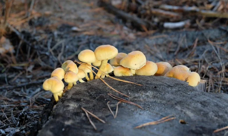 Barátnőkből ellenségek: Hogyan szakította szét a fiam esküvője a családunkat