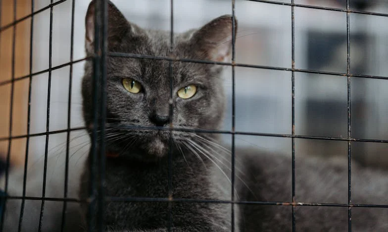 Hat év az árnyékban: Egy magyar asszony története áldozatról, árulásról és önmagam kereséséről