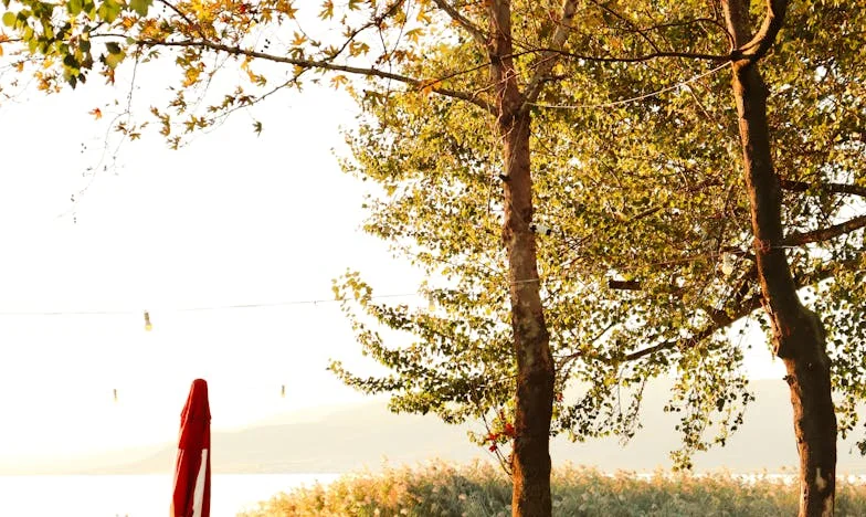 Ígéret a lakodalom fényei alatt: Anyai áldozat vagy árulás?