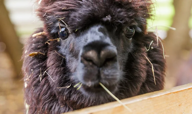 Kell-e, hogy a volt anyósom lássa a lányomat? – Egy anya dilemmája hűségről, fájdalomról és nehéz döntésekről