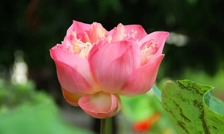 Két tűz között: Meddig tartozom felelősséggel a családomért?