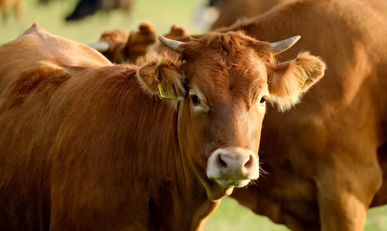 Miért nem lehetek boldog 57 évesen? – Egy anya harca a szerelemért és a családért