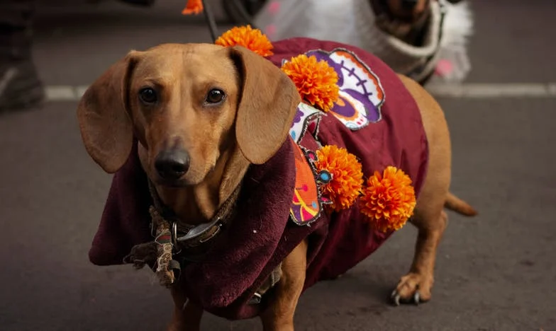Zárt ajtók mögött: Egy budapesti nő vallomása, aki választani kényszerült a családja és önmaga között