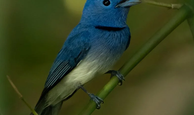 Amikor a Nagypapám Feleségül Vette a Szomszédot – Egy Család Széthullásának Története