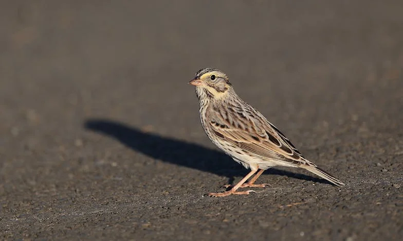 Amikor a párom lánya felforgatta az életem – Egy mozaikcsalád harcai Budapesten