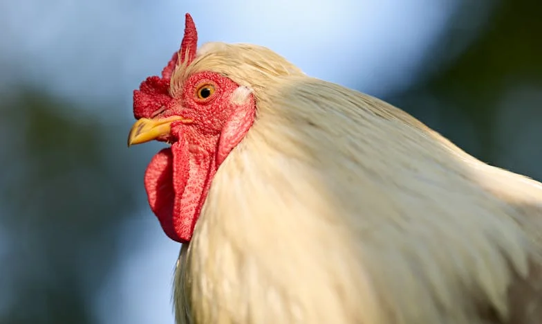 Egy anya szíve és a sors: Zsuzsa, az ikrek és a választás terhe