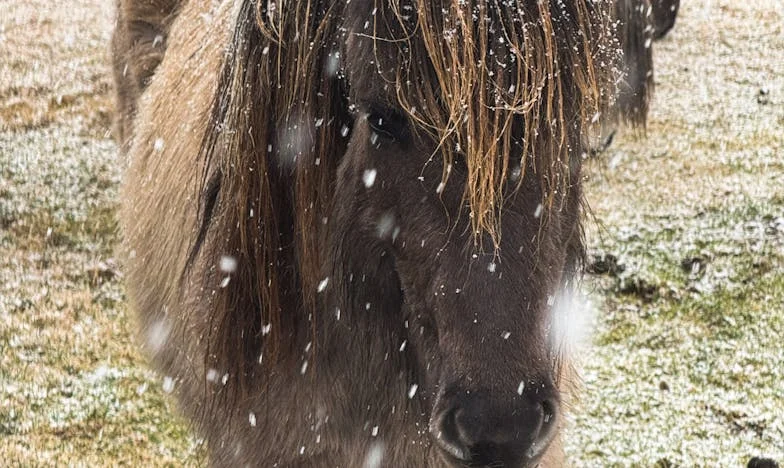 Két anyós árnyékában – Egy anya vallomása a családi csatatérről