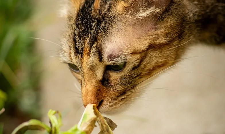„Nem, ezt a kanapét nem vesszük meg! És ezt az asztalt sem!” – avagy hogyan szakította szét a családomat egy lakáshitel