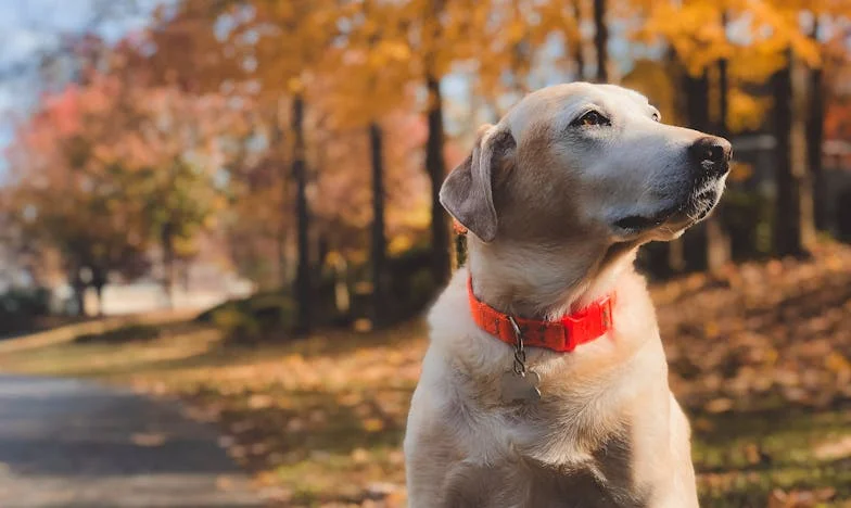 „Nem leszek többé a család cselédje!” – Egy magyar karácsony igaz története