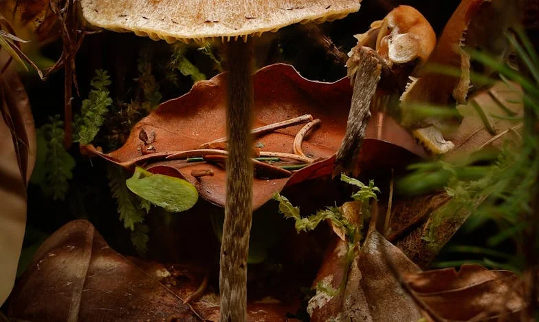 Vendég a saját otthonomban: Egy magyar meny története