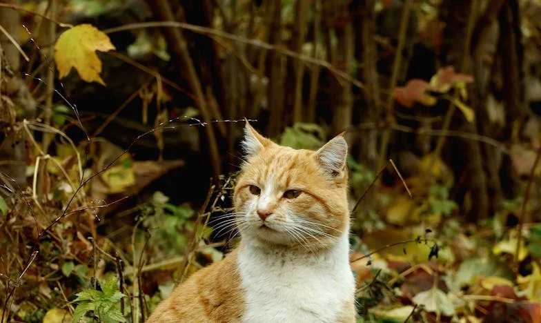 Visszautasítottam az unokám felügyeletét – most mindenki önzőnek tart. Tényleg nincs jogom a saját életemhez?