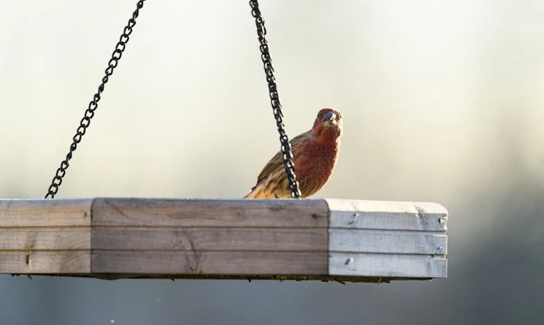 Az asztalnál a szüleimmel, akik nem ismertek fel – Egy magyar élet története