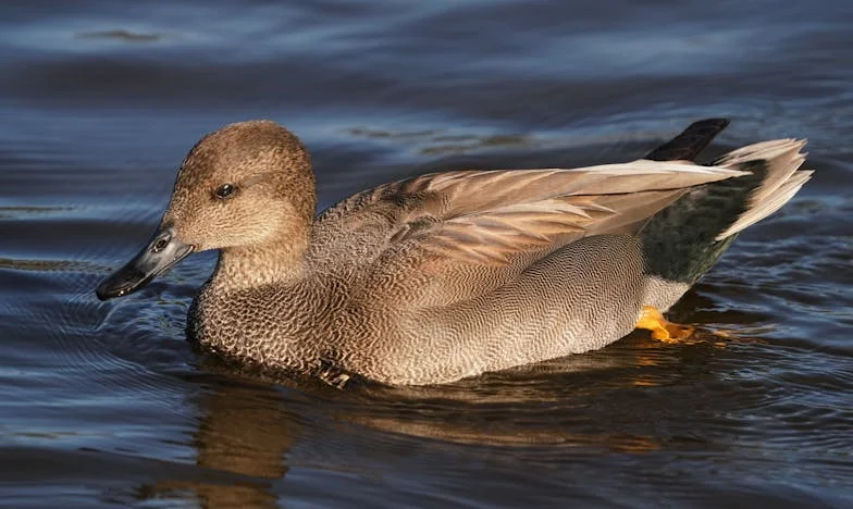 Csend bennem: Hogyan éltem túl a rákot és a családom árulását