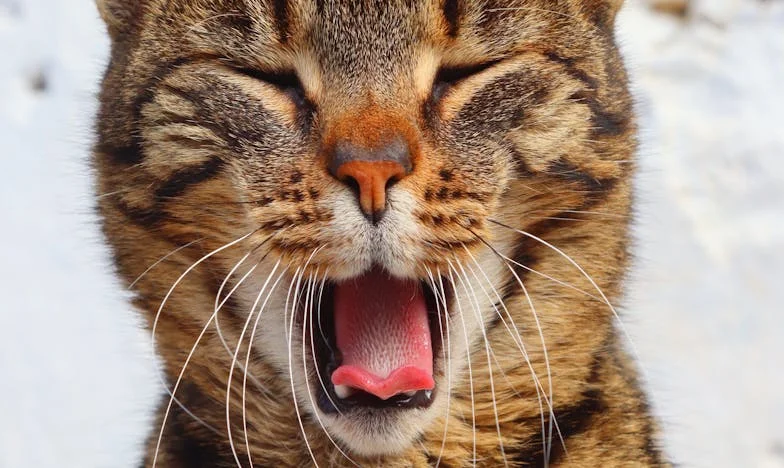 Elfogadtam őt a sajátomként – mégis összetörte a szívemet