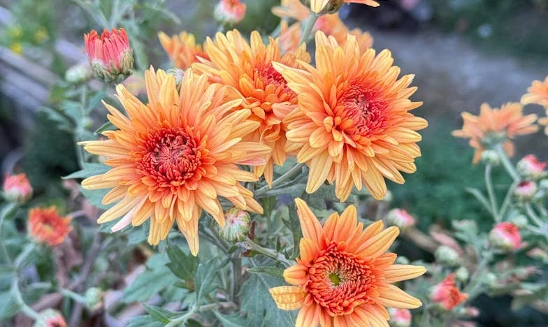 „Jönnek a vendégek!” – Egy vidéki ház titkai és egy család árnyai