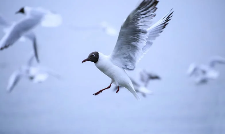 Egy tányér leves, két árva, és egy fekete Mercedes – Az életem legnagyobb meglepetése