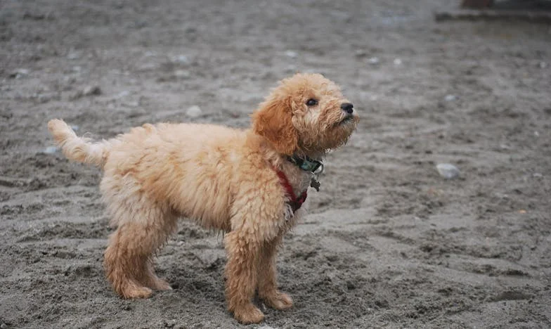 „Ik heb recht om in jouw huis te wonen, want ik ben je moeder!” – Mijn leven tussen loyaliteit en pijn