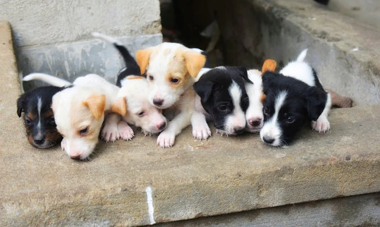 Alleen een Weekendpas