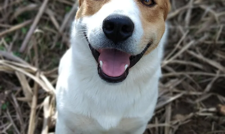 De bank om 16u30 — de hond die de leugen blootlegde die mijn vader niet kon uitspreken