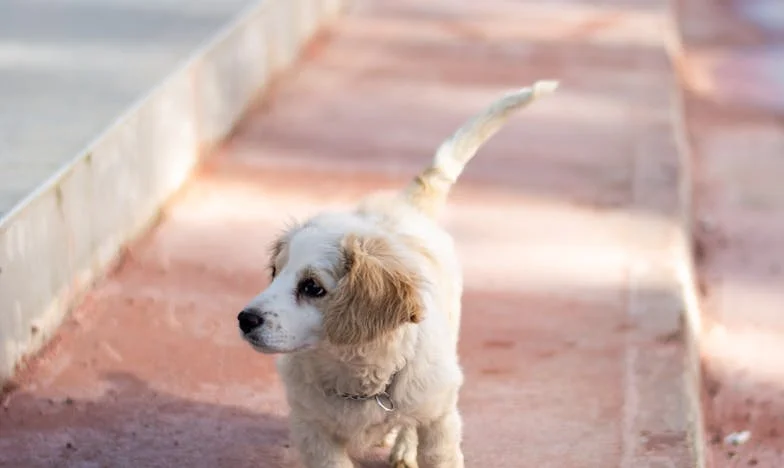 De dag dat mededogen tegenover mij kwam zitten