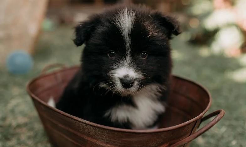 De hond die ze een vergissing noemden — en de rit die twee levens stilletjes voorgoed veranderde