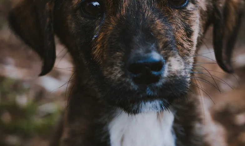 De jongen die geen jas wou — en Milo die zijn trots brak