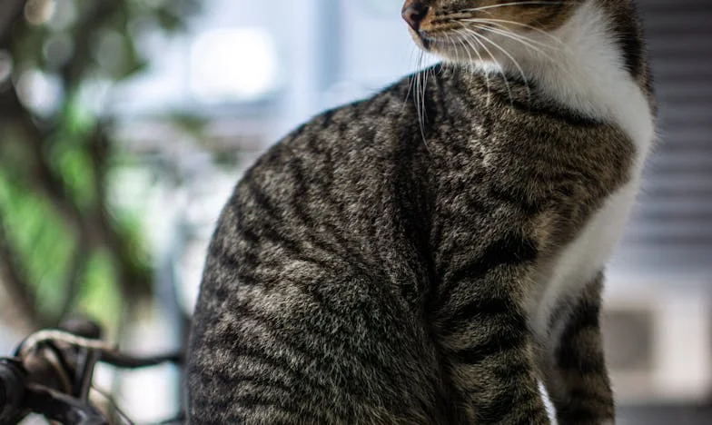 De ochtend dat ik de wereld eindelijk liet slapen