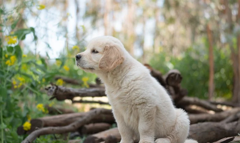 De seconde tussen ons: hoe Atlas de kogel koos en mijn leven herschreef