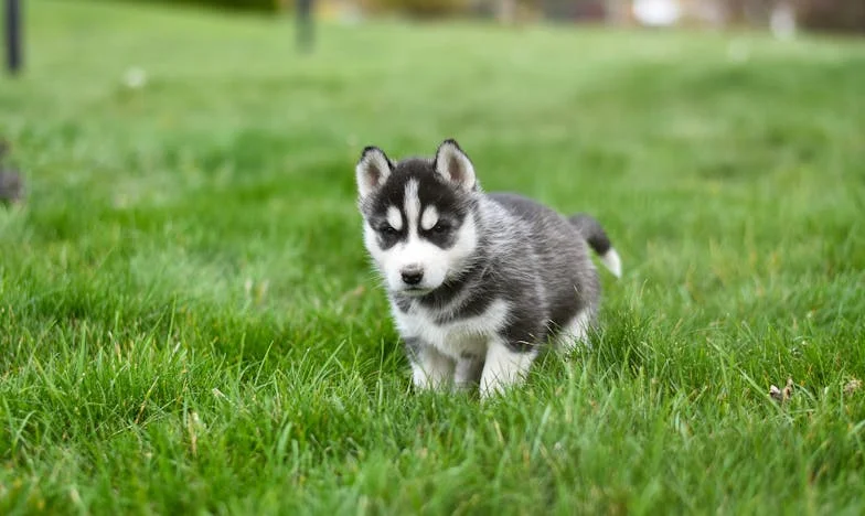 De Zondagse Top: de dag dat mijn kinderen wifi kozen boven een wachtend hart