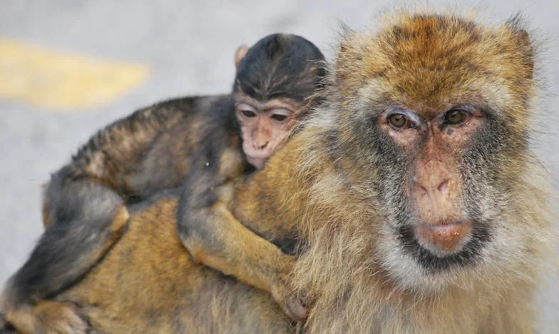 Er bleef er maar één over