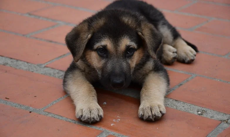 Het signaal onder het beton: de dag dat mijn hond weigerde te sterven en mij terug de strijd in trok
