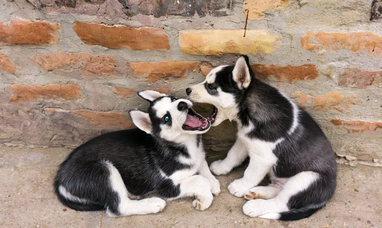 Hij dacht dat zijn muziek met haar gestorven was — tot een dove hond hem leerde spelen door de vloerplanken