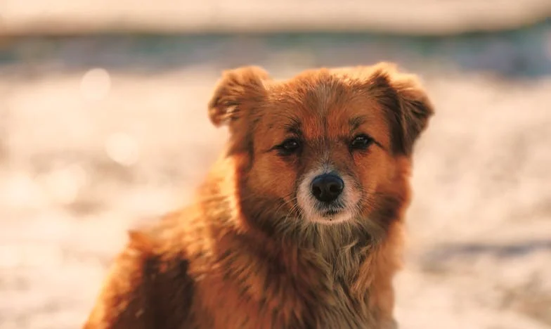 Littekens van Verraad