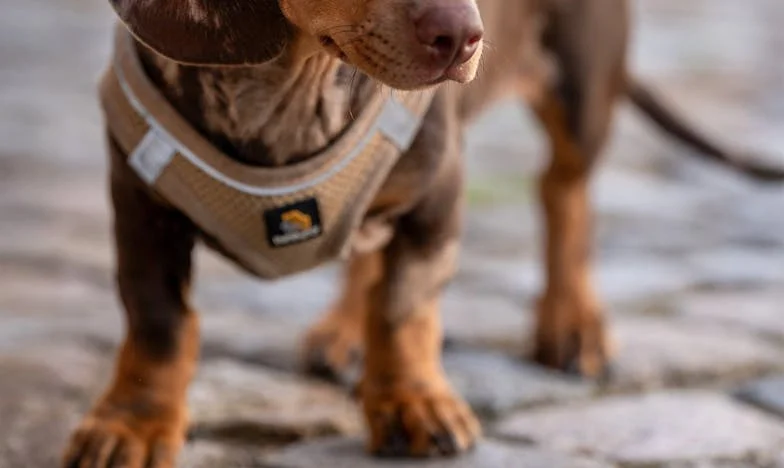 Nog één uur tot middernacht: de onbekende uit Italië en de prijs van hoop