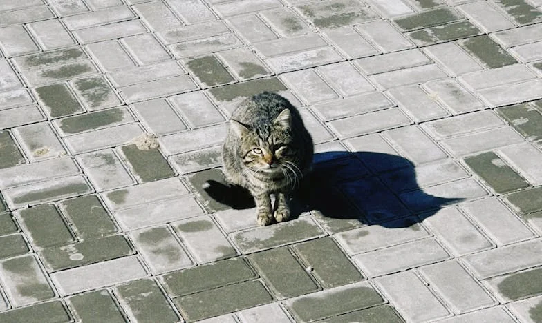 Poradzimy sobie! – Het verhaal van Marleen uit Antwerpen