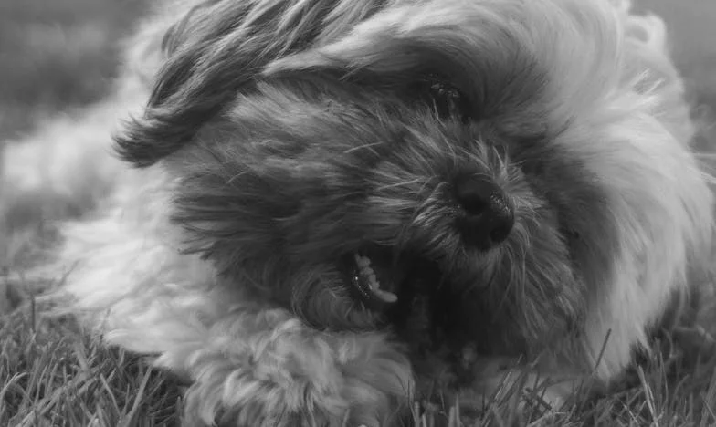 Toen de nacht dichtklapte, werd Luna mijn schild