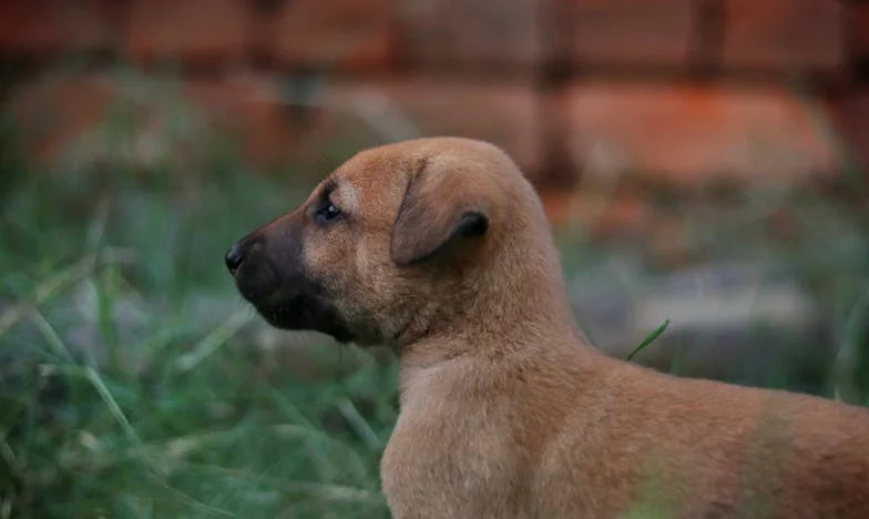 Tot Maandag — Bruno en het ene bruine oor dat mijn gezin op de proef stelde