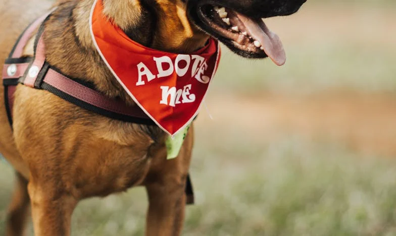 Tussen mij en de leugen: de dag dat mijn hond mijn enige getuige werd