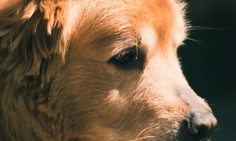 Wanneer familie verstikt: Mijn strijd om grenzen, geld en mijn eigen leven